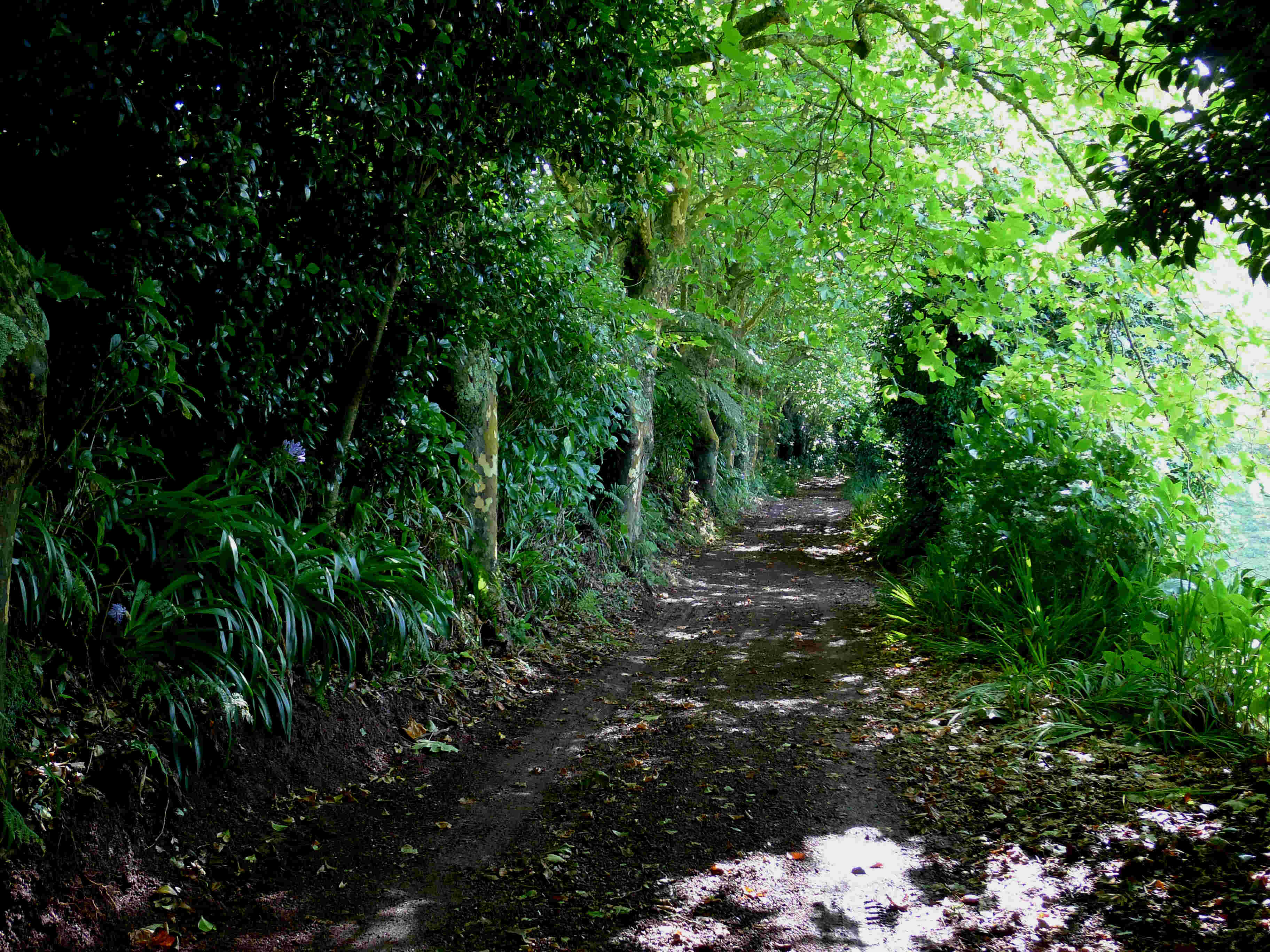 Le chemin de la Quinta