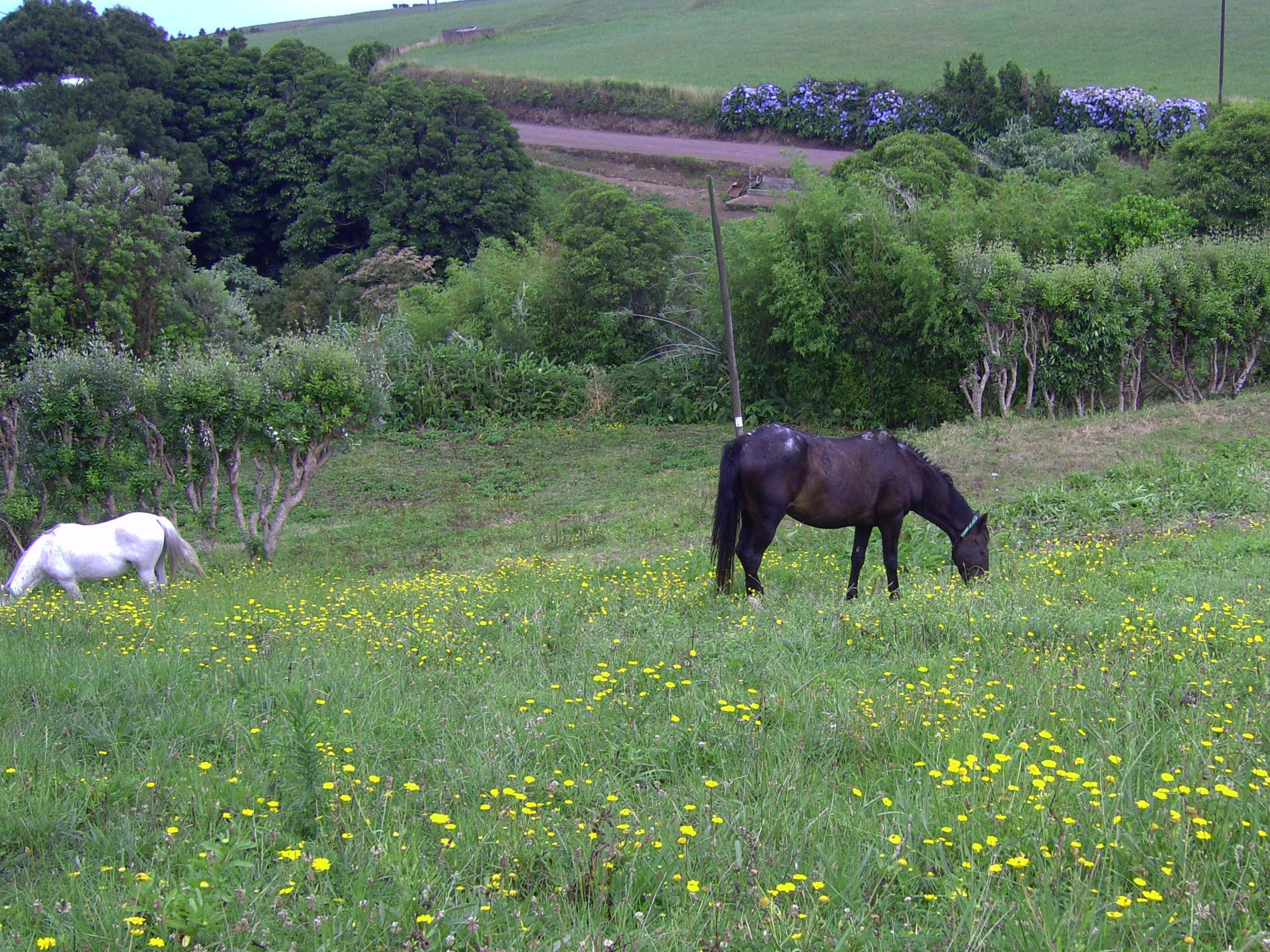 Les prés de la Quinta